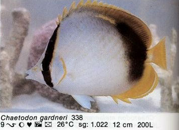Chaetodon gardneri